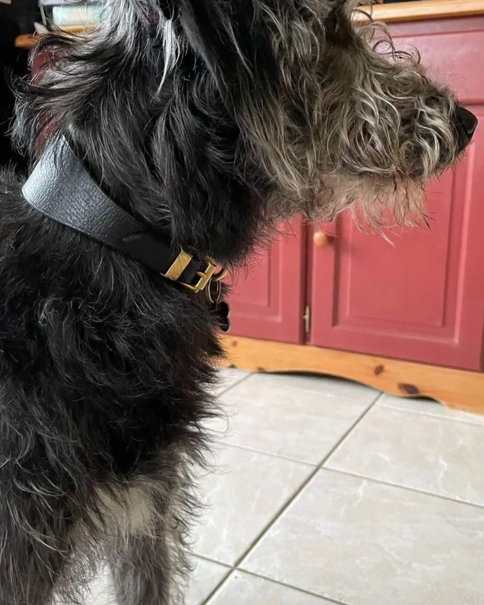 Gus the lurcher wearing his water buffalo collar