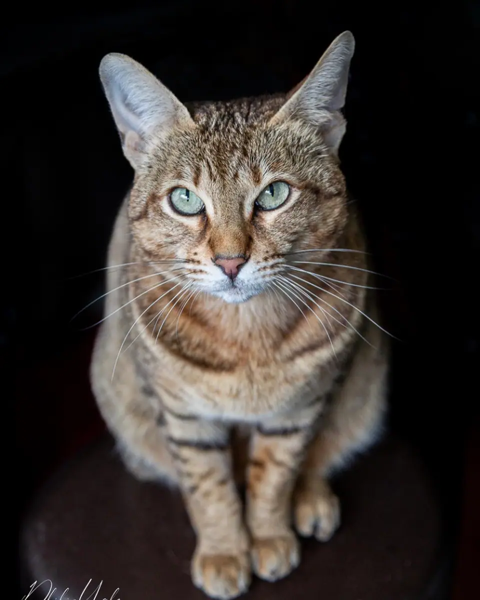 Kenzo, the spotted tabby workshop cat