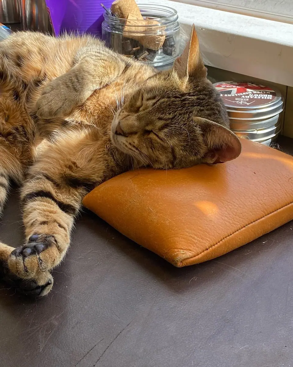 Kenzo asleep on a leather knee block on the bench