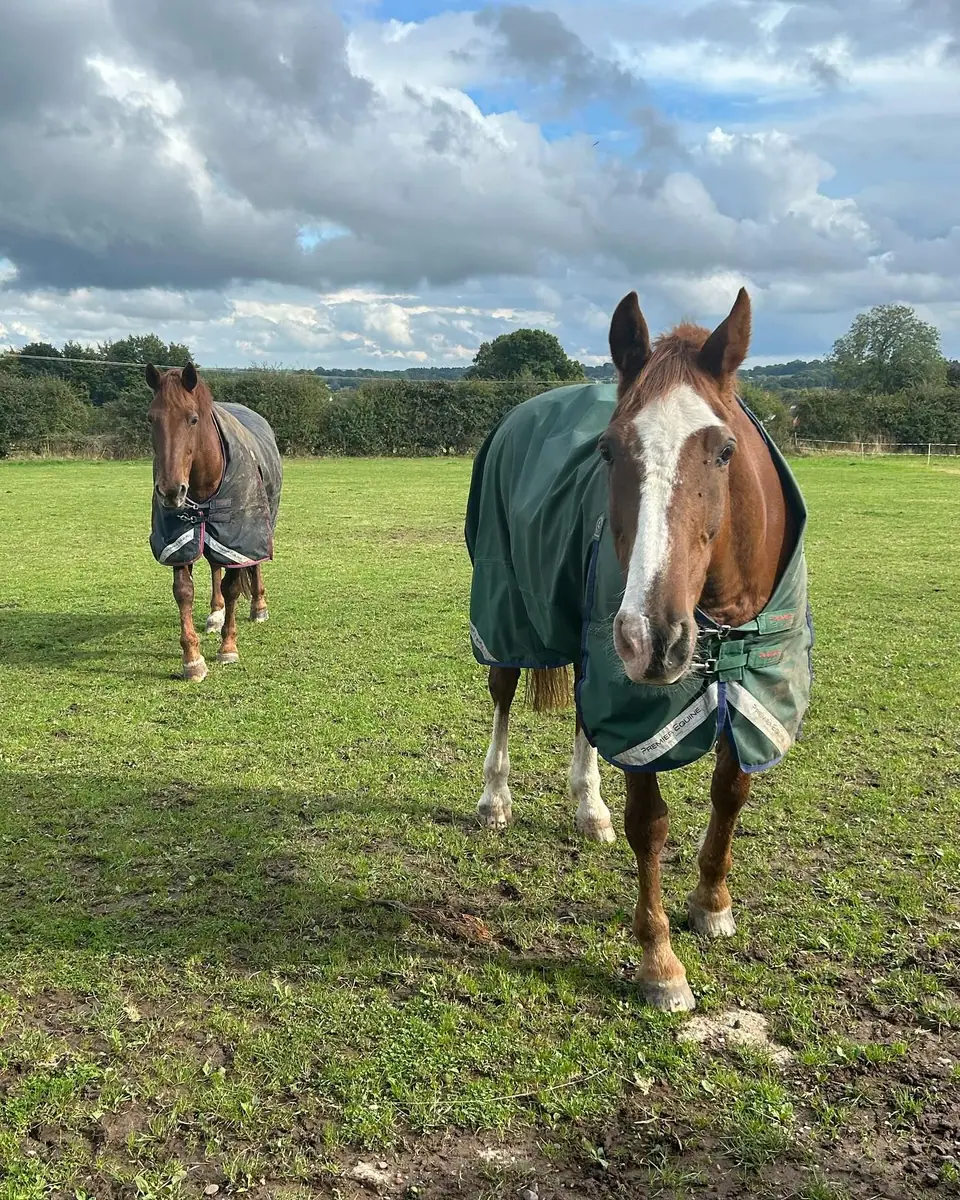 Monty and Oakie, Kate's horses, in their rugs in the field